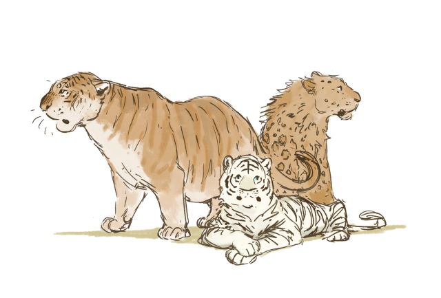 With the new netflix series “Tiger King”, I hope it will once again raise concerns about the captivity of big and wild cats,...