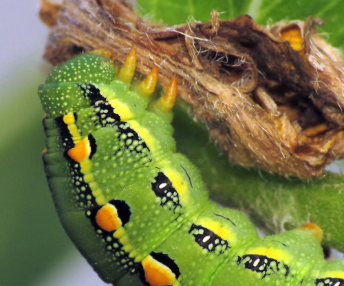 coolbugs:Bug of the DayI am rearing a White-lined Sphinx caterpillar (Hyles lineata) I rescued off a