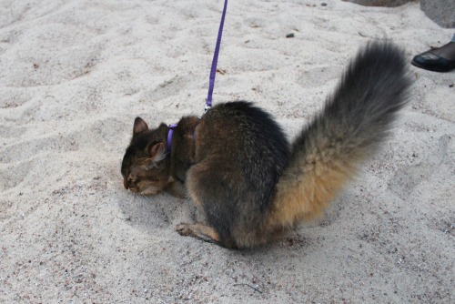 x-file:  catazoid:  As promised, here are some pictures of Lyalya’s first walk outside! Look at the bushy little squirrel tail :D the sandpit was her favorite spot! She was extremely excited and threw sand all over the place  this is a fucking squirrel.