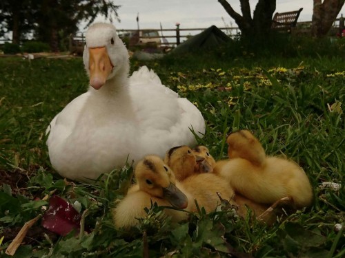 ducklingcentral: noivern: babbies babbies.