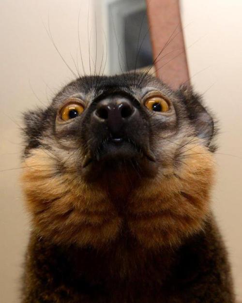 catsbeaversandducks:I love these furry little guys from Madagascar.Via Duke Lemur Center -
