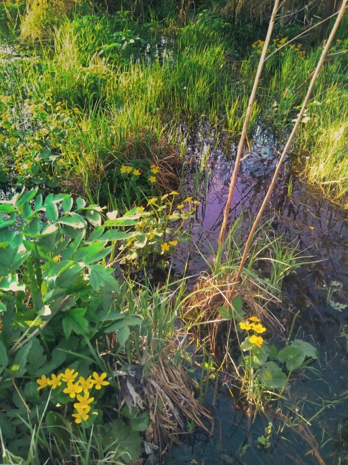 . Kaluzhnitsa In A Small Swamp.