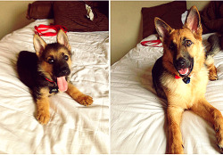 cuntinued:  Before And After Pictures Of Animals Growing Up   Still Cute Tho        