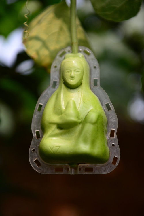 cctvnews - A unique bite! Pears shaped with Buddha facesHave...