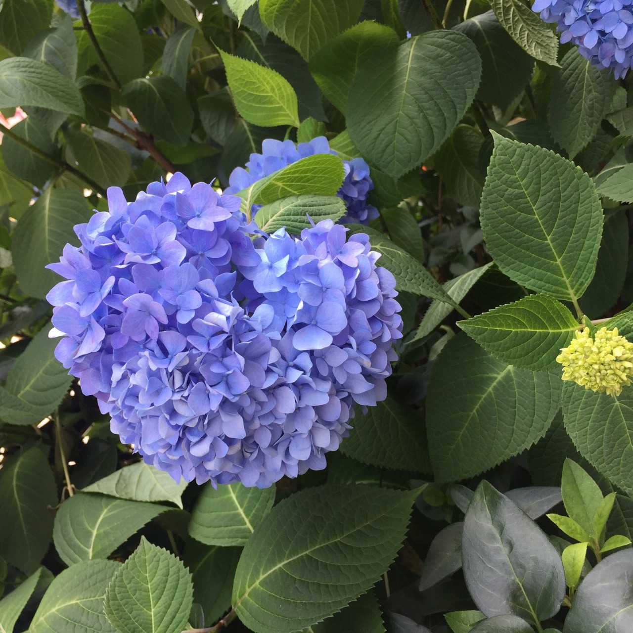 夏の花 Tumblr Posts Tumbral Com 夏の花 Tumblr Posts Tumbral Com