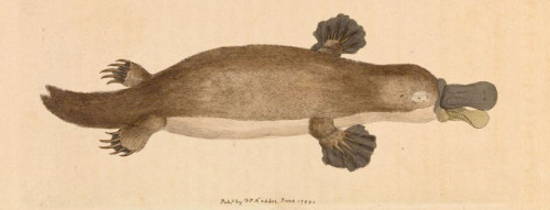 I’m thrilled to share that my application for the Platypus Field Trip was successful! Next March I’l