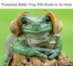 wwinterweb: PS Battle: Frog with Snails on