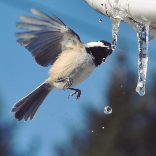 occasionallybirds:chickadeefriend:Chickadees drinking from icicles!Wow