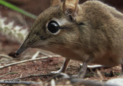 miss-nerdgasmz:  irregulartangerine:  LADIES, GENTLEMEN, AND PEOPLE WHO DON’T FALL UNDER EITHER OF THOSE CATEGORIES,  this is an elephant shrew. it’s adorable and i just wanted to shower you with little gifs of it because look at it. look at it’s