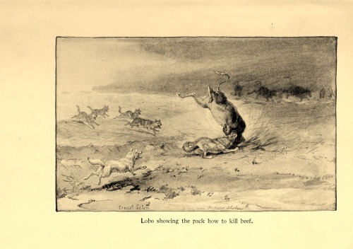 wapiti3:Wild animals I have know, being the personal histories of Lobo, Silverspot, Raggylug, Bingo,