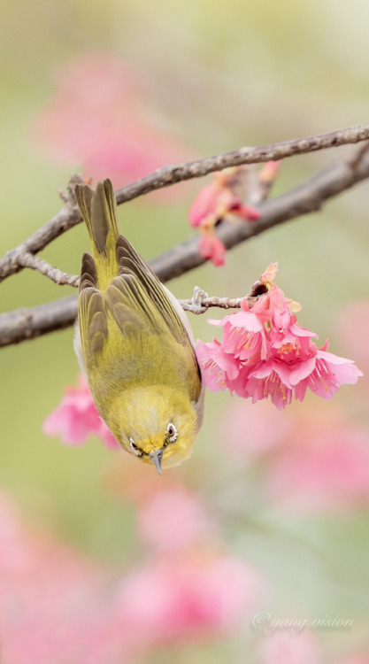 fuckyeahchinesegarden: spring blossoms and bird by 影像视觉杨