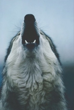 iamtheobject:  Howl. 