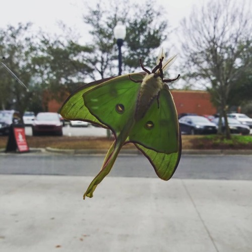 With these spring temps come beautiful moths and butterflies. Keep a weather eye out for these littl