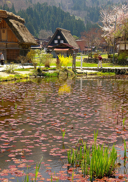 The pond of the leaves, Shirakawa-go, Japan (by SBA73).