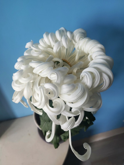 Chinese chrysanthemum，瑞云殿/ rui-yun-dian, literally means auspicious cloud palace. Photo by owne