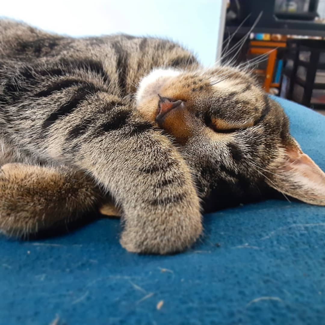 💤
#catsofinstagram
https://www.instagram.com/p/CR6rdRtpLYy/?utm_medium=tumblr