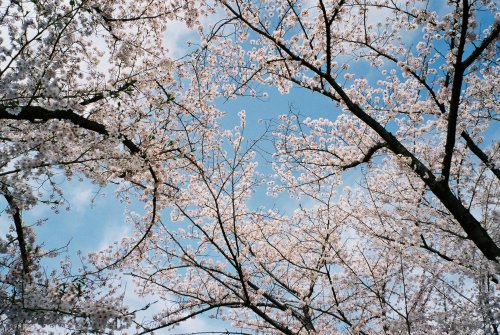 snapsandcigarettes: spring sprung / cherry blossoms 2 —See full set here : spring sprungThis is 
