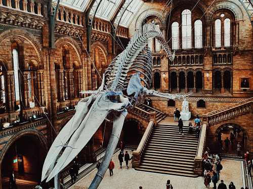 mrbenhardys: Natural History Museum - London, November 2019