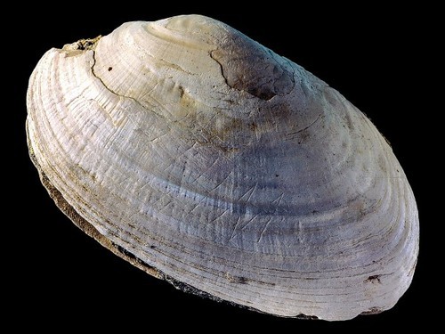Etchings on a 500,000-year-old shell appear to have been made by human ancestor