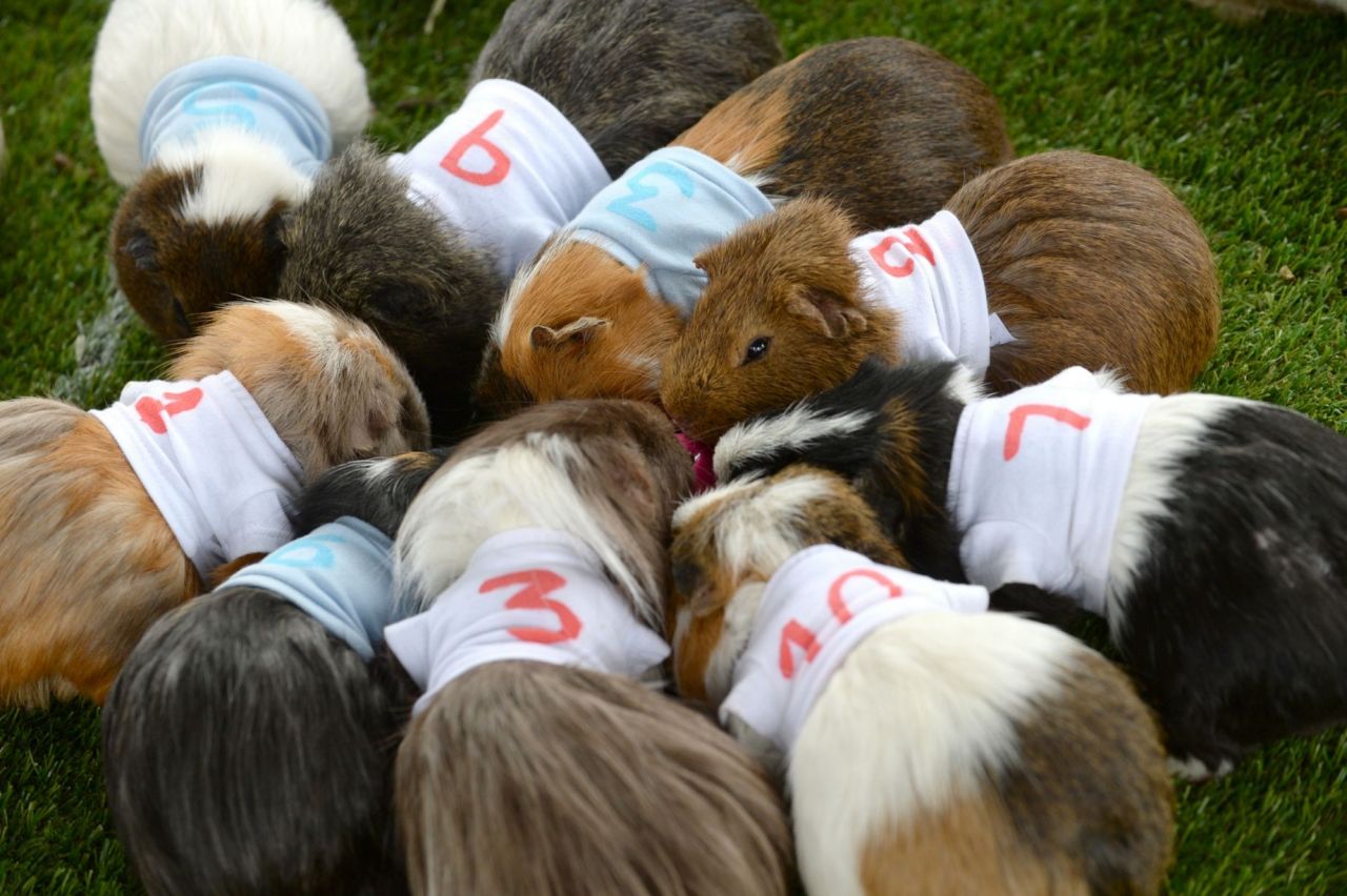 guineapiggies:  (via Birmingham Mail)