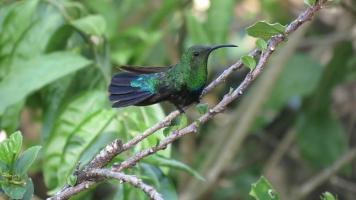 energycer:Colibris - Martinique 2015