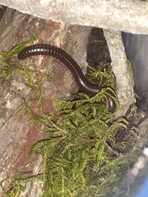 Bug Tour Part 2: My Snails, Millipedes, And Velvet Ant.