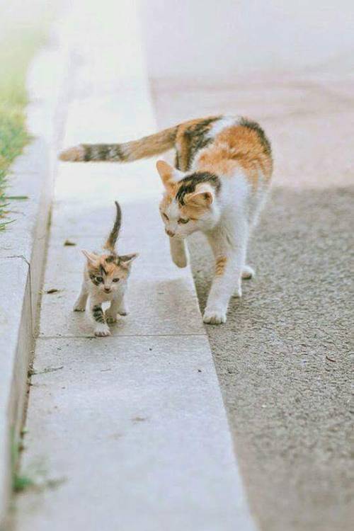 cuteandadorable:This is soooo lovely! Mommy taking her baby for a walk!❤