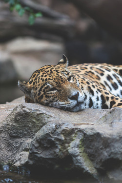 visualechoess:Sleepy Leopard by Marko Stenvik  