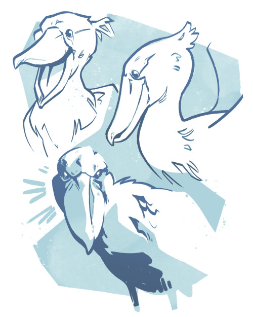 Some shoebill stork sketches because LOOK AT THESE BEAUTIFUL DINOSAUR GOOBERS.