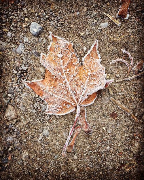 russellstyles:  mornin’..  Leaf, Baseline, Courtice, Ontario.  