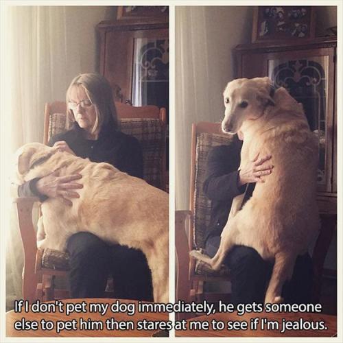 woodelf68: pr1nceshawn: Pictures Any Dog Owners Will Understand. Precious cinnamon buns, too good fo