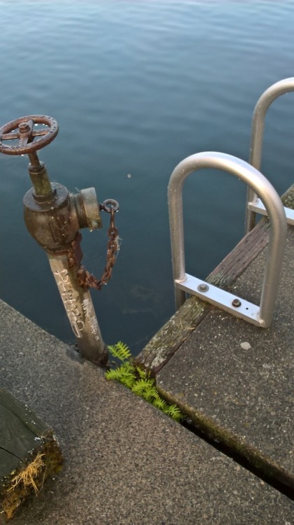 Picture I took at a waterfront park in WA