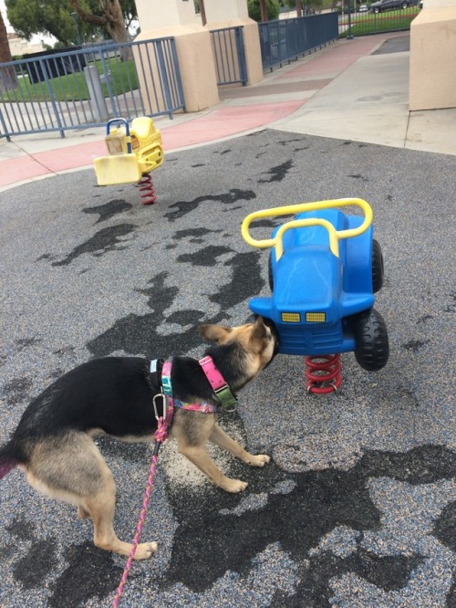 herebelife: valkyriehound: K9 NoseWork practice and class 1. I appreciate that determination to get 