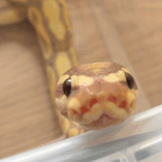 sunsnek:Blep blep blep