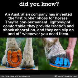 Did-You-Kno: An Australian Company Has Invented  The First Rubber Shoes For Horses.
