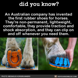 did-you-kno:  An Australian company has invented  the first rubber shoes for horses.  They’re non-permanent, lightweight,  comfortable, they provide traction and  shock absorption, and they can clip on  and off whenever you need them.   Source