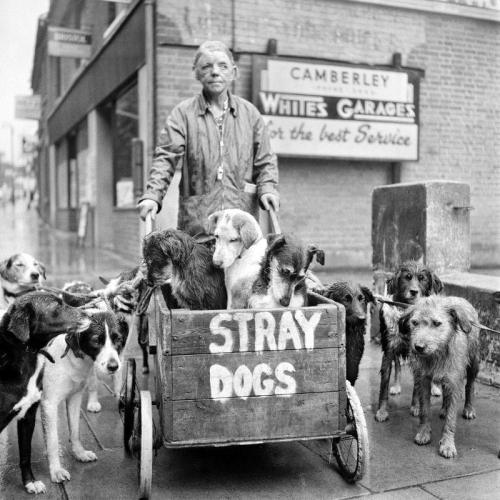 Aiiaiiiyo:  Camberley Kate, Aka Kate Ward, And Her Stray Dogs In England. She Never