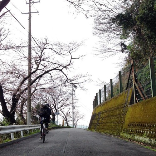 instabicycle: Via @tanponggggg: Cherry Blosom at Satta pass on the way to #Hamamatsu #fixedgear #fi