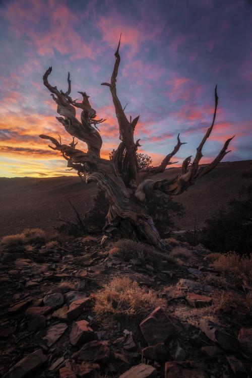 This young beautiful thing is 4,852 years old as of this year. Located in the Eastern Sierra Nevada,
