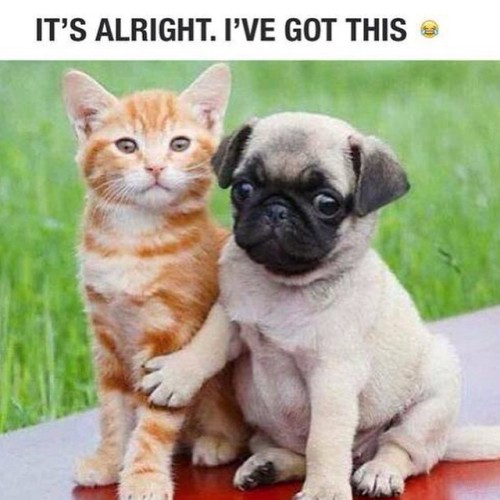 A bestie always has your back <3 ❤️ #bhcosmetics #bhbeauty #bestie #pug #kitten #thestruggle #fri