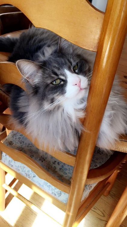 My Norwegian Forest Cat, Obi-Wan Kenobi(submitted by @boobook8tyfuck)