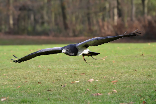 Grey buzzard eagle (Geranoaetus melanoleucus)