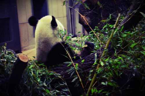 summernightsandcitylights11: Pandaaas <3