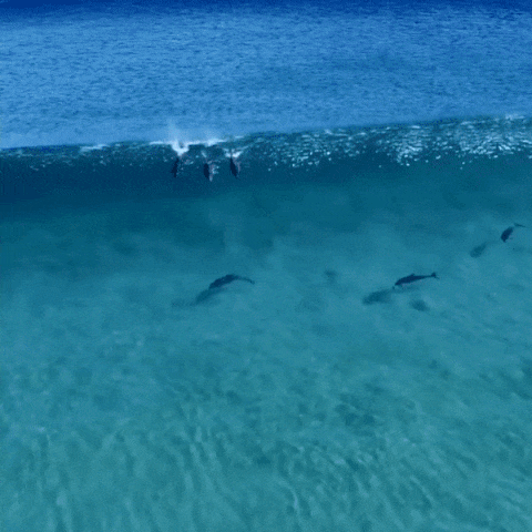 nubbsgalore:dolphins enjoy surfing, or riding, ocean waves, and even the wakes made by large boats, 