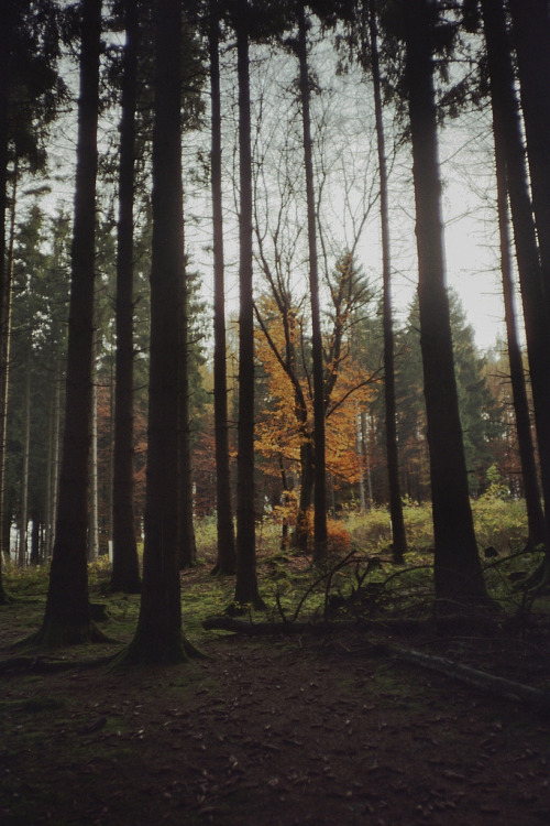brutalgeneration:  imm014_12A-3 (by .steppenwolf) 