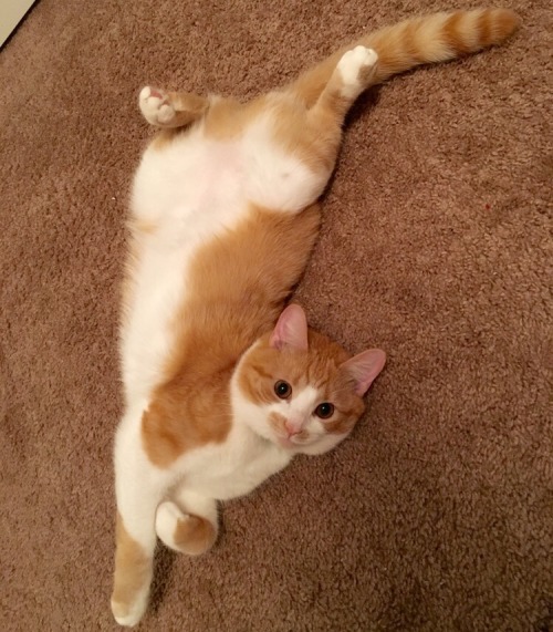 disgustinganimals:unflatteringcatselfies:This is Cider. She’s a star ✨pretty sure that’s