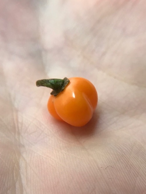 11.12.17 - Isaac&rsquo;s plant pushed out one v tiny pepper this season. The leaves are gradually ge