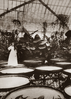 bygonetimes:  A woman stands upon a Victoria water lily, part of the Nymphaeaceae plant family. 