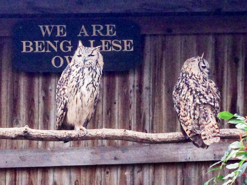 Can anyone identify these owls? I think they&rsquo;re Bengalese owls but I can&rsquo;t be sure.