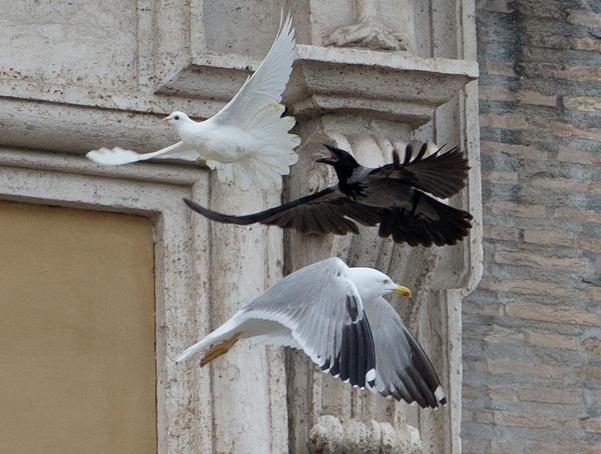 Dos palomas blancas que fueron liberadas por niños junto al papa Francisco en un gesto de paz fueron atacadas el domingo por otras aves. Ante la vista de miles de personas reunidas en la plaza de San Pedro, una gaviota y un cuervo negro grande se...